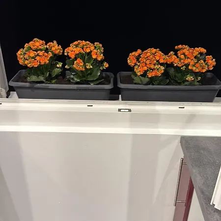 Cllosed A * Мериньяк